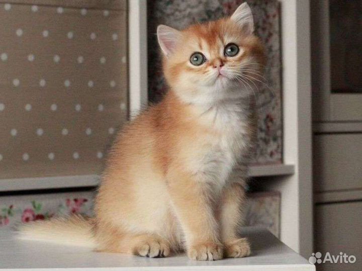 Британская золотая шиншилла