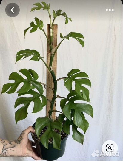 Рафидофора тетрасперма