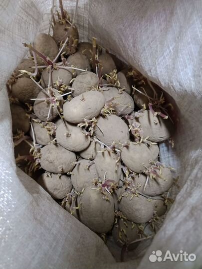 Семенной картофель