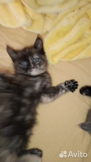 Пестренькая очаровашка невероятной милоты