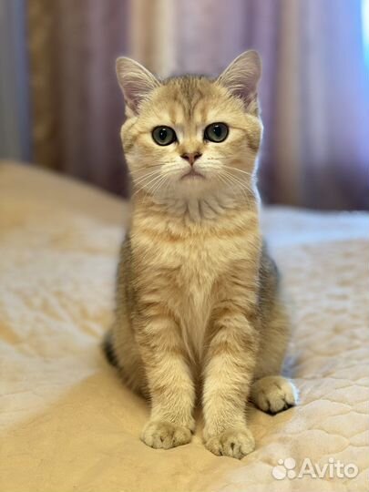 Клубная золотая шотландская кошечка