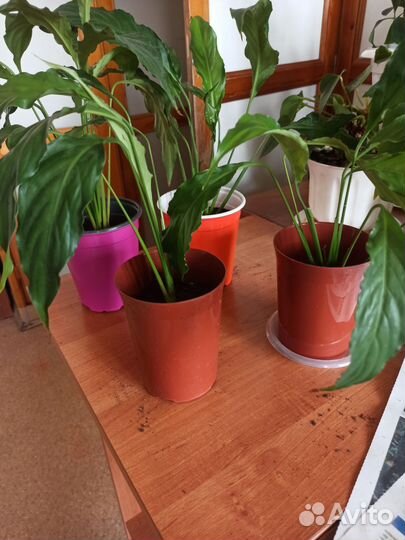 Спатифиллум