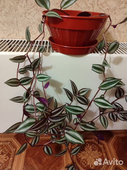 Традесканция