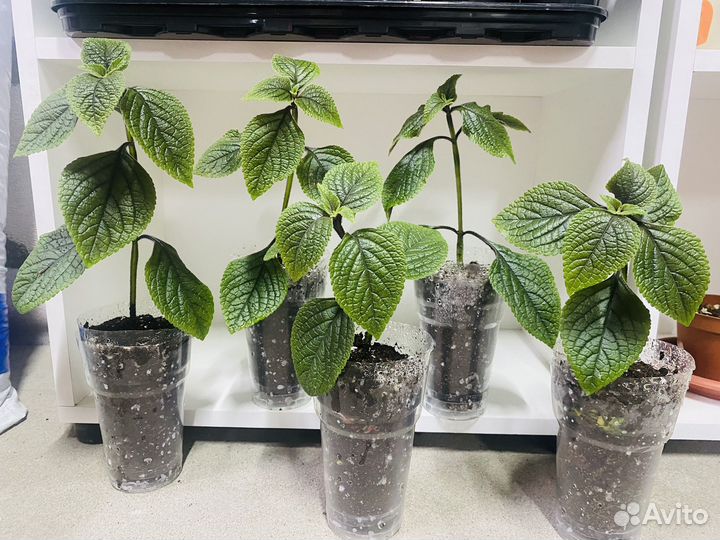 Плектрантус колеусовидный, домашняя мята