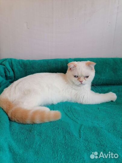 Шотландские вислоухий котята