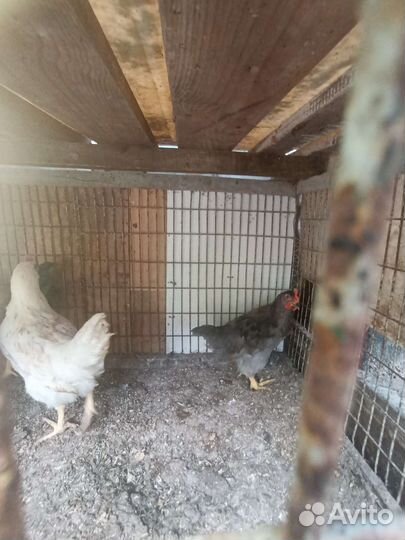 Петушки,курочки,циплята