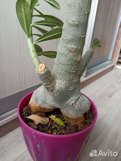 Большой адениум