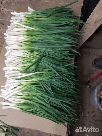 Зеленый лук оптом