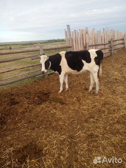 Продам быка и телку