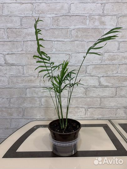 Хамедорея элеганс