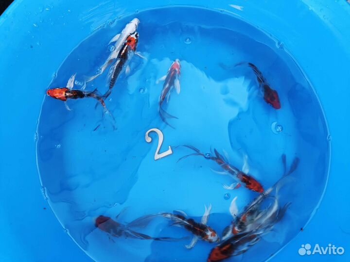 Карп кои. Профессионально. Консультации