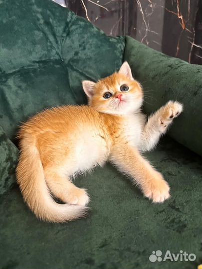 Шикарная девочка ny 12 (золотая шиншилла )