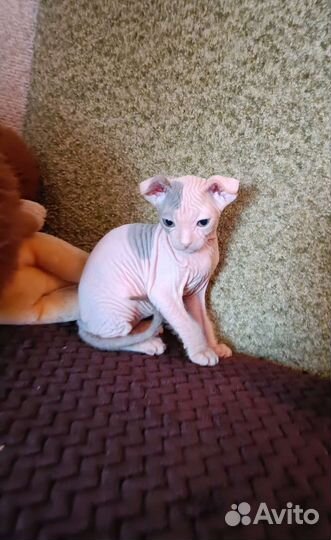 Донской сфинкс Украинский левкой