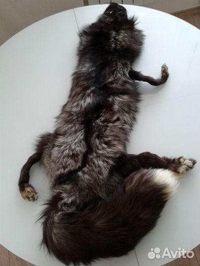 Шкурки чернобурки