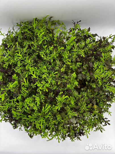 Мизуна (мицуна) красная свежая микрозелень