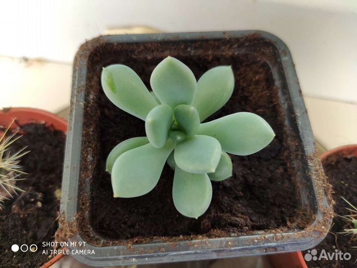 Суккуленты Эхеверия