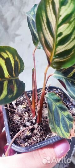 Калатея Сандерина иМакоя, строманта триколор