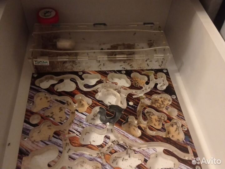 Муравьиная ферма