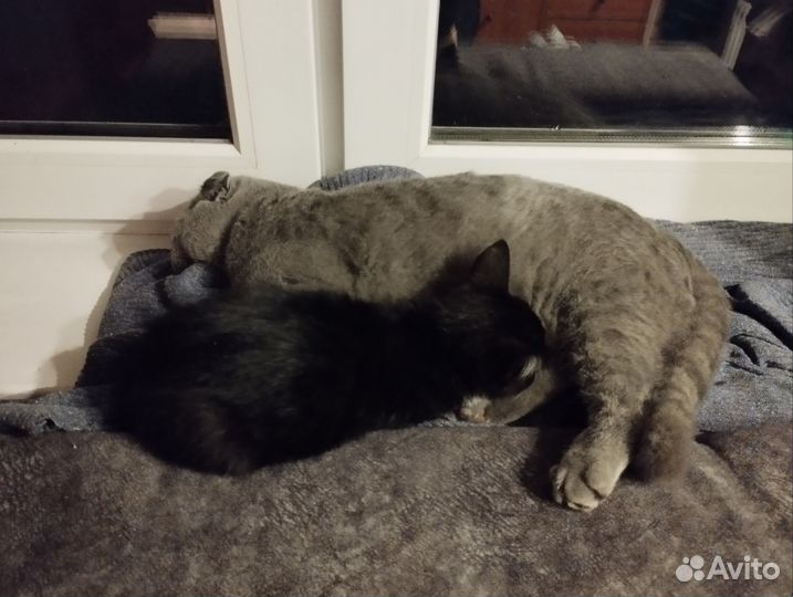 Передержку животных