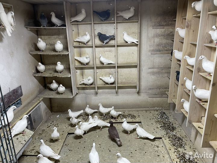 Голуби чехи