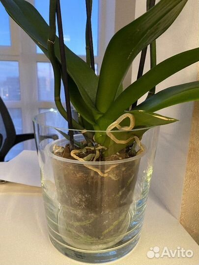 Кашпо Икеа IKEA для орхидей