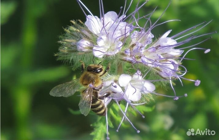 2023 года Мед Алтайский опт