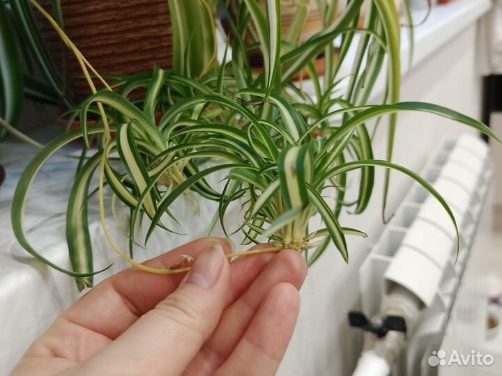 Комнатные цветы