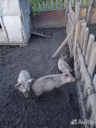 Свиньи поросята