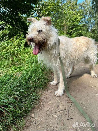 Красавец Албу надеется на чудо