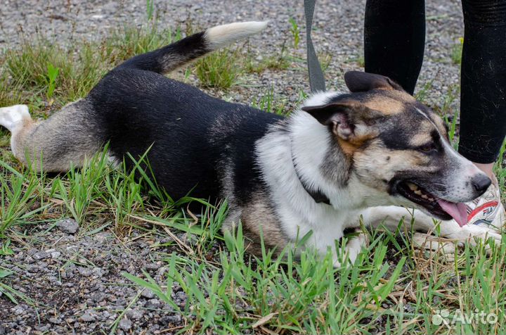 Пролеска ищет дом