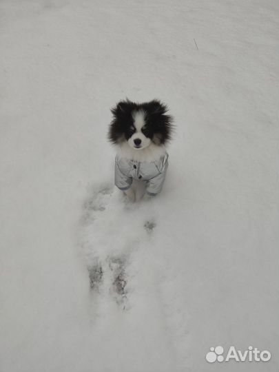 Вязка немецкий шпиц той ищем невесту