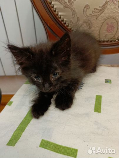 Кошка в дар бесплатно