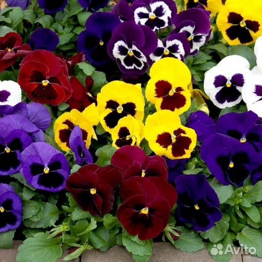 Виола (анютины глазки) ампельная, крупноцветковая