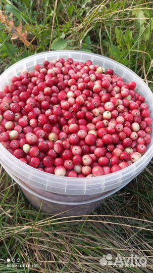 Клюква только из леса