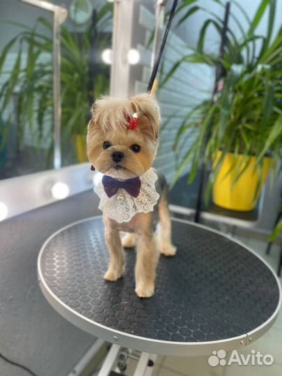 Грумер, стрижка собак и кошек