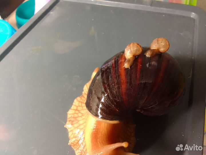 Улитки ахатины