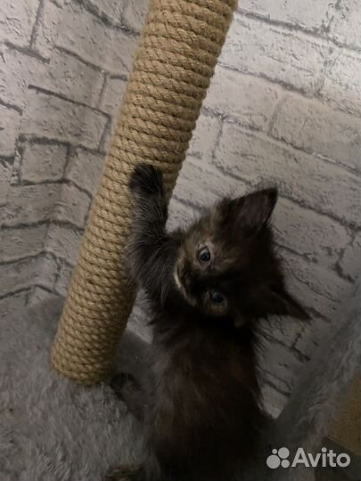 Отдам котят бесплатно в добрые руки