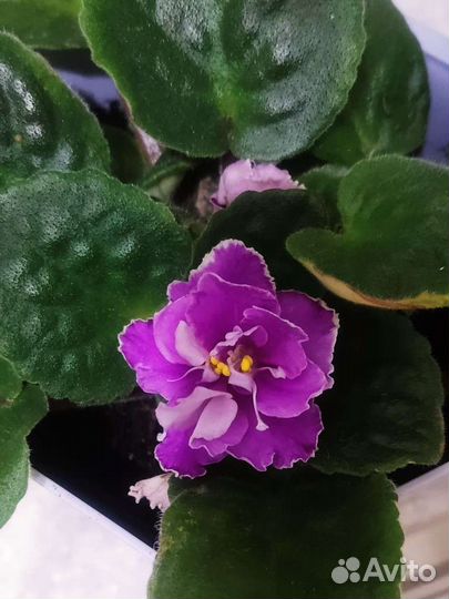 Фиалки махровые