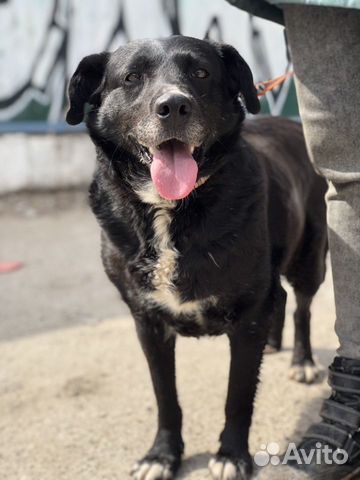 Собака в дом