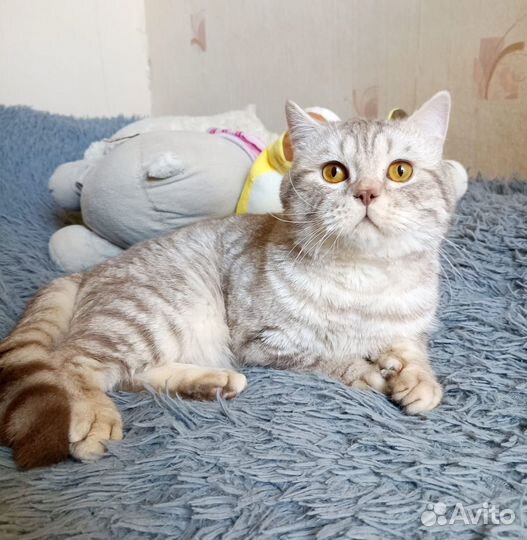Кот Пуфик