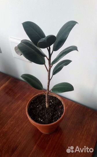 Фикус каучуконосный 25 см от земли