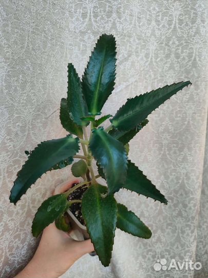 Комнатные цветы разные