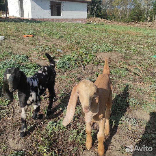 Козлята каморинубы