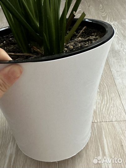 Спатифиллум