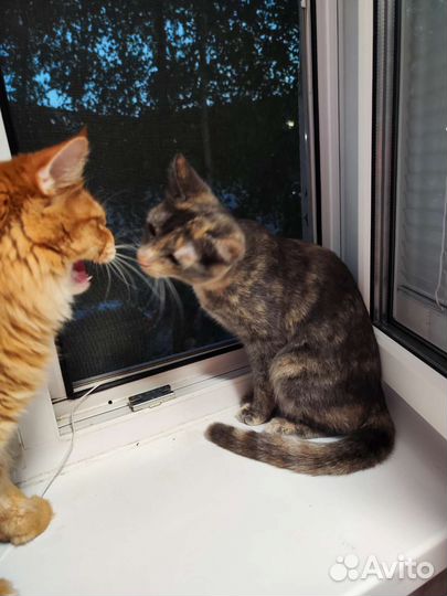 Котенок 5 месяцев