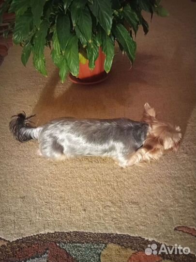 Для вязки Йоркширский терьер