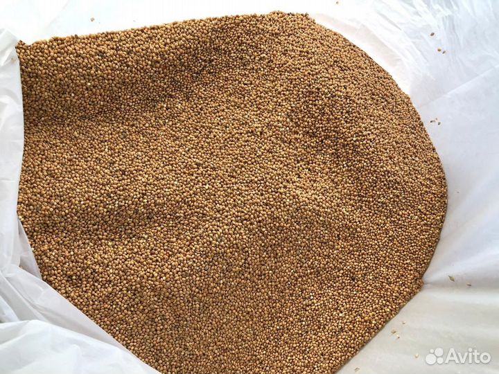 Просо желтое