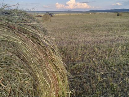 Сено в рулонах, Могзон
