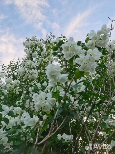 Большой куст махрового жасмина