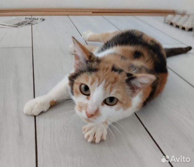 Кошка Милка
